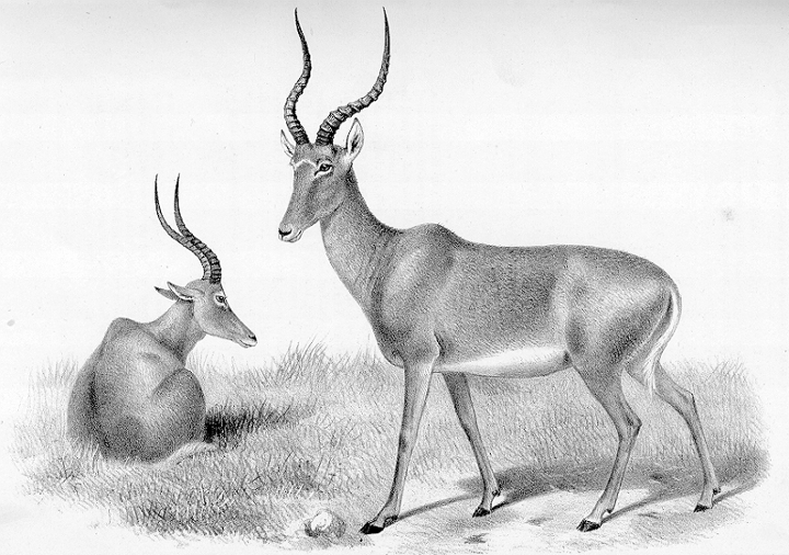 Independent Evaluation of Hirola Antelope Beatragus Hunteri Conservation Status and Conservation Act